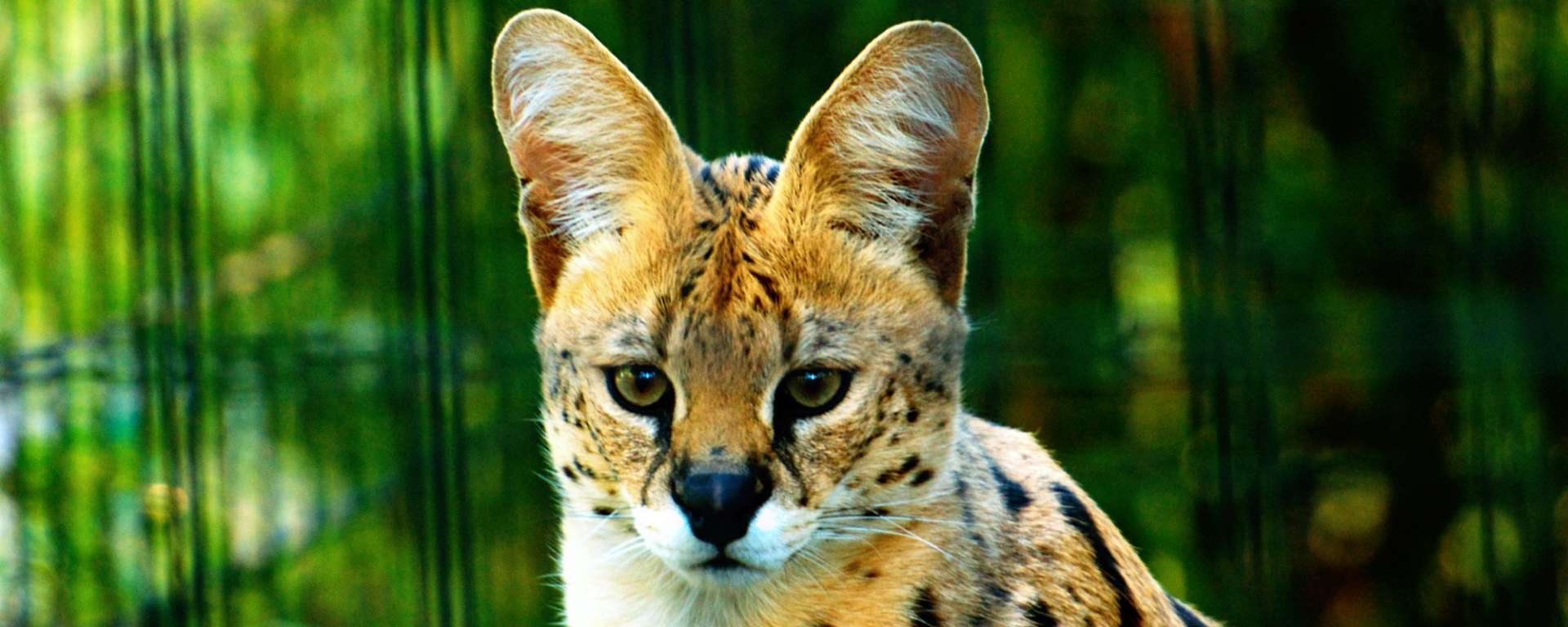 Serval