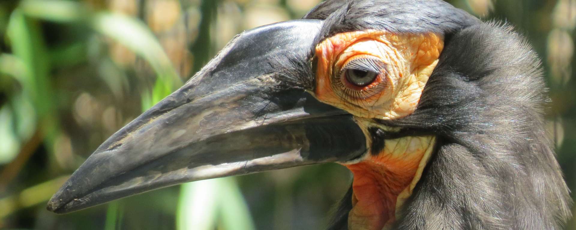 Southern Ground Hornbill
