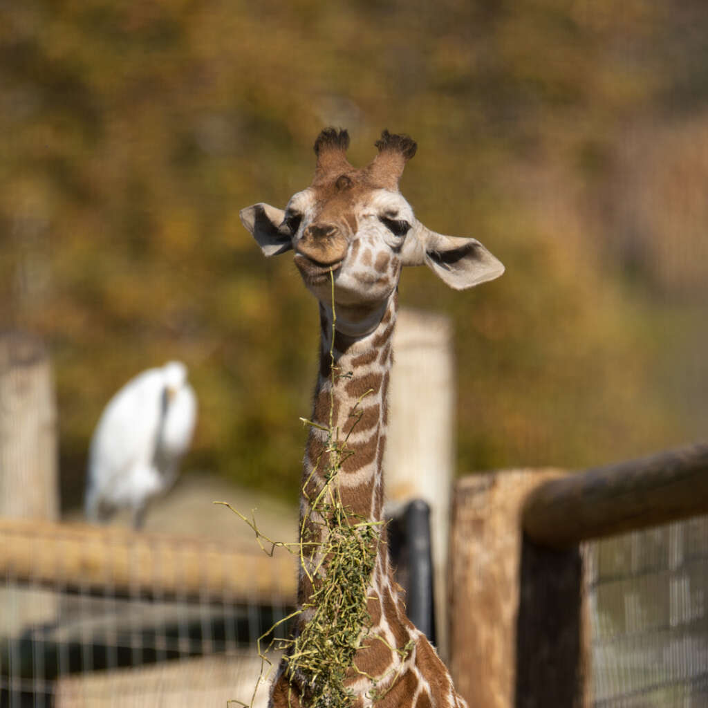 giraffe