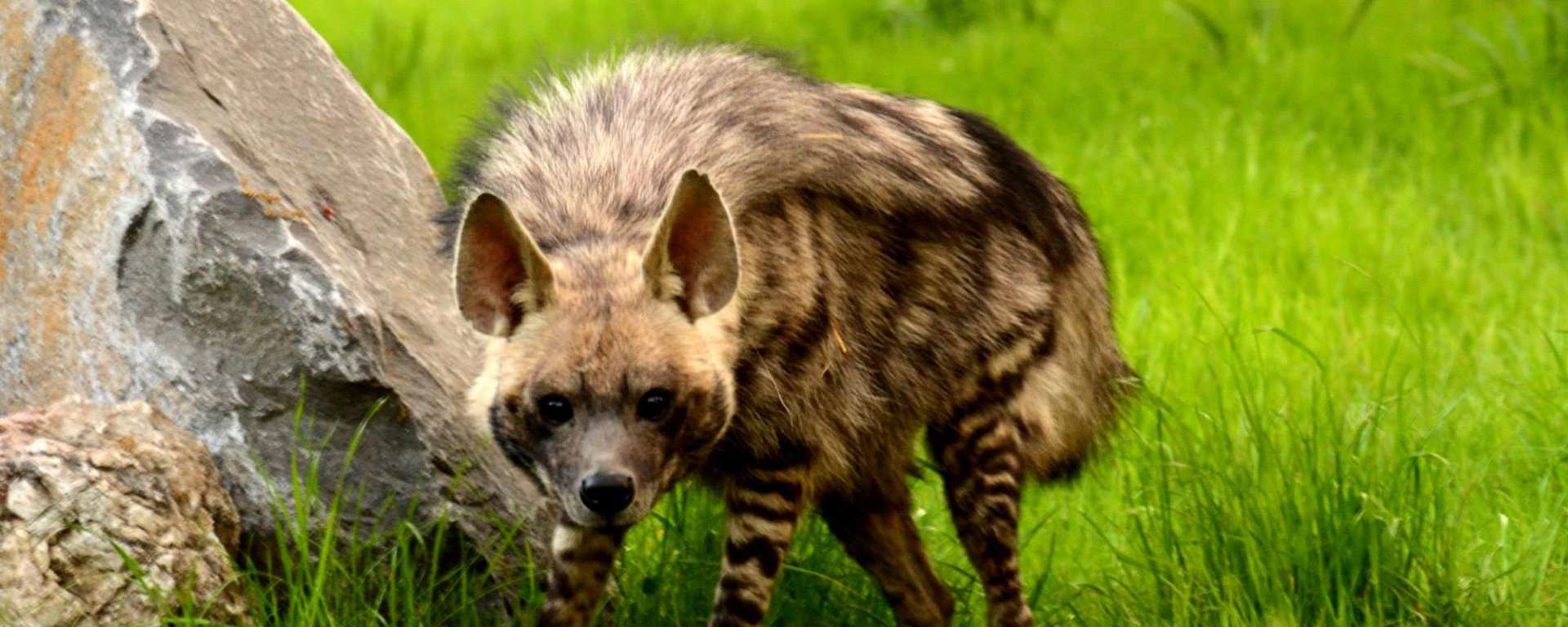 Striped Hyena