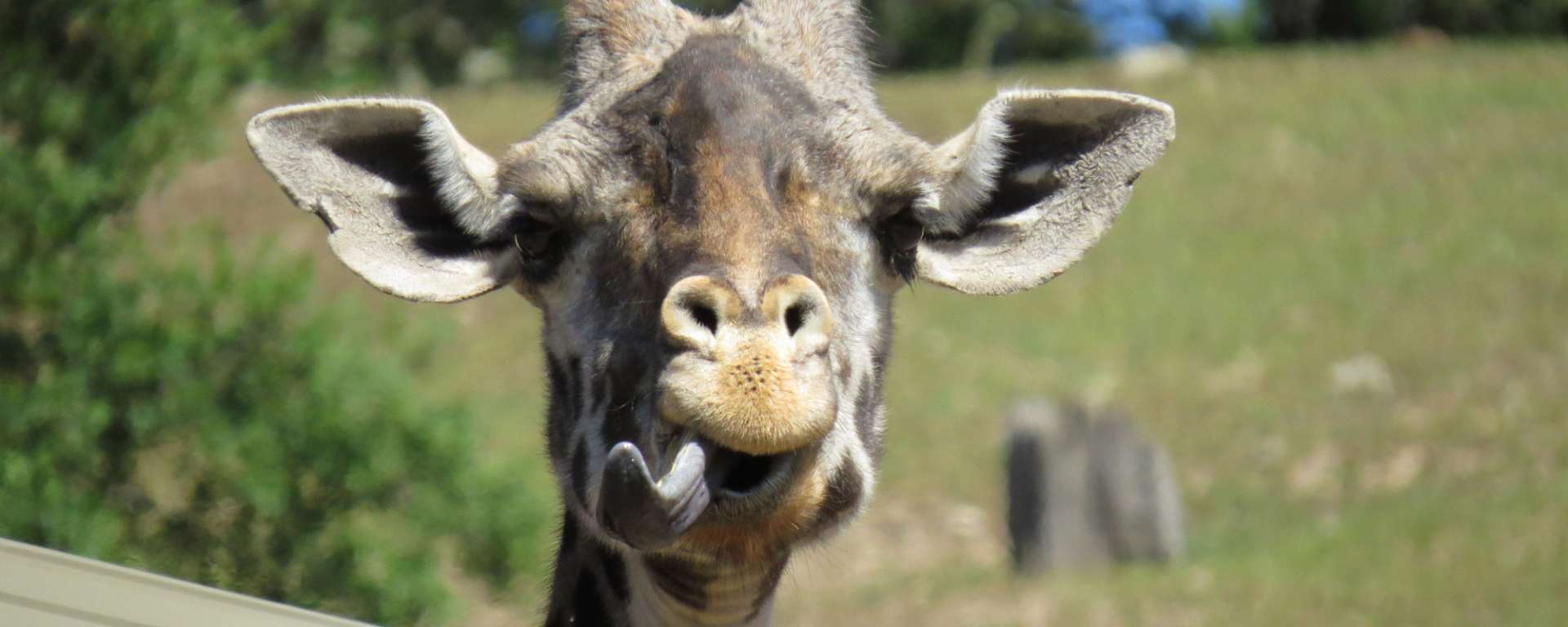 Suzie the Masai Giraffe