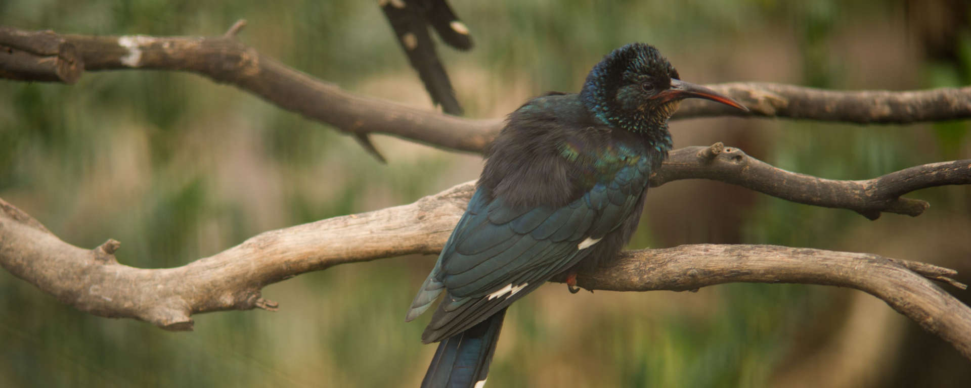 Green Woodhoopoe Bird