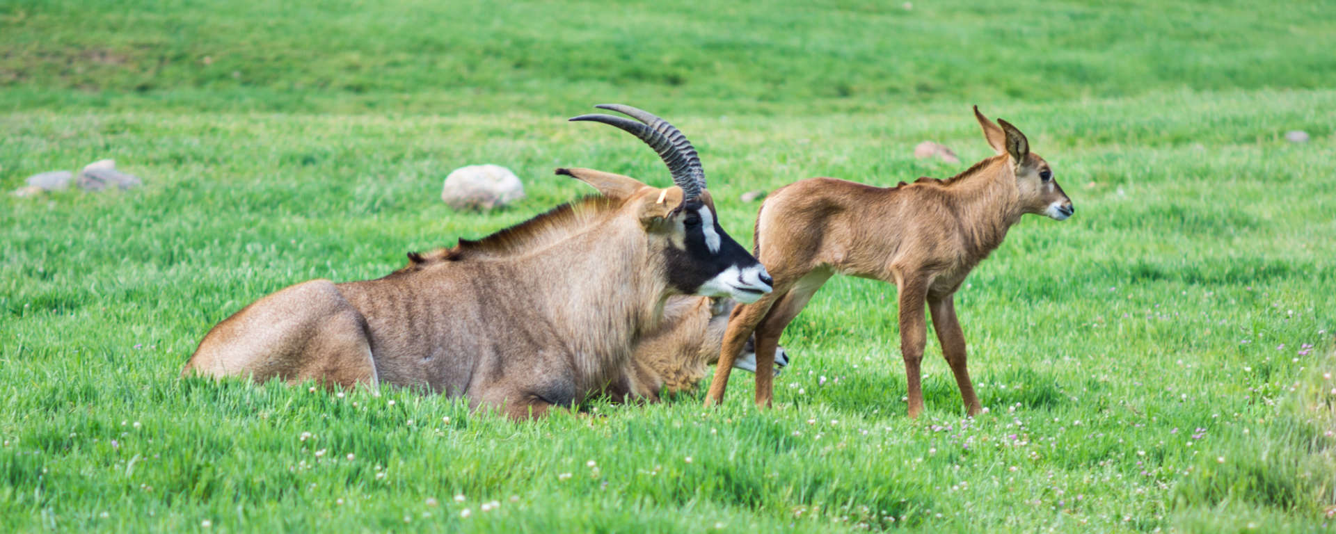 Roan Antelope by Nate Woodward