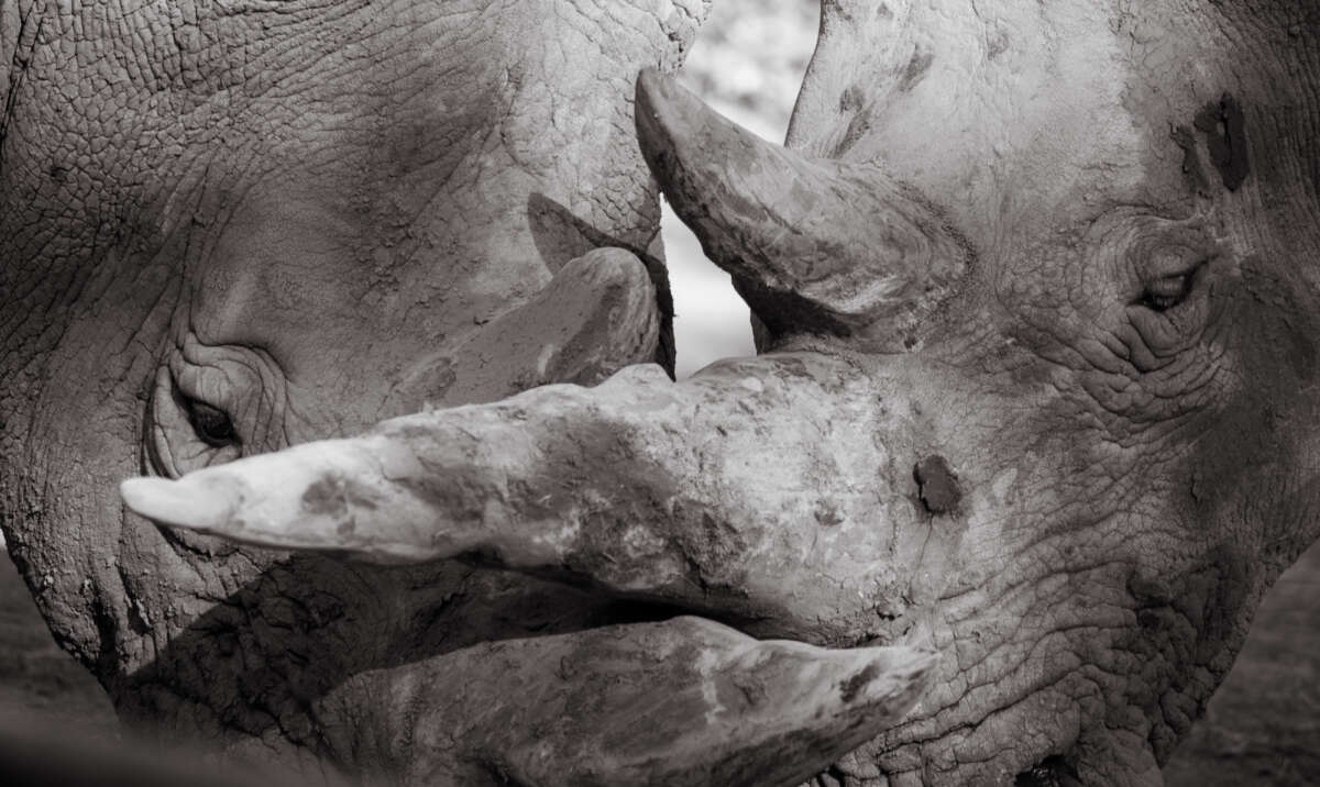 Rhinos at Safari West