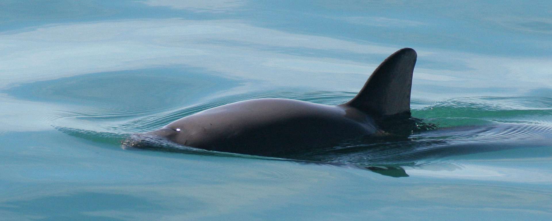 Vaquita