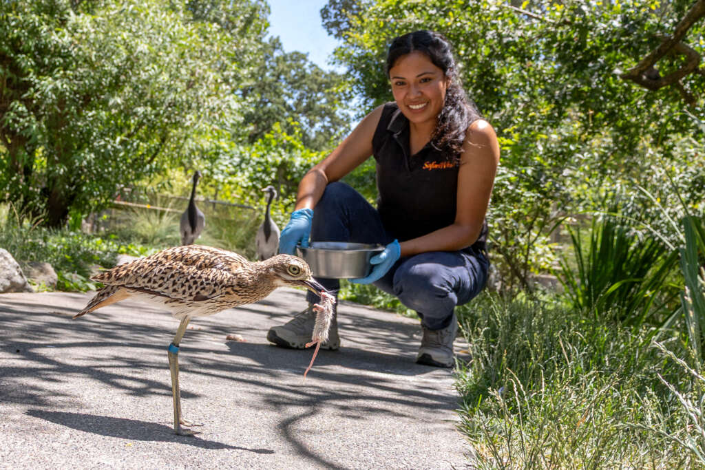 Veronica and Sparky the Cape Thick-knee