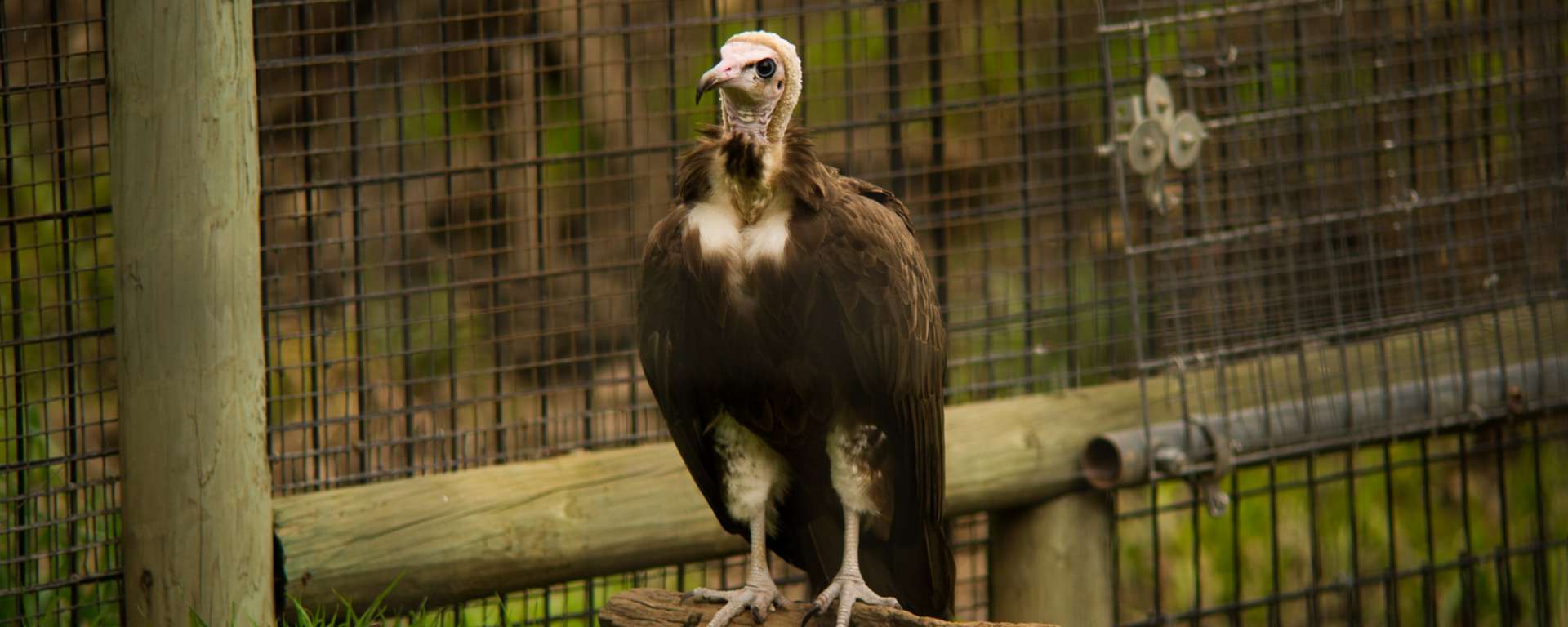 Hooded Vulture