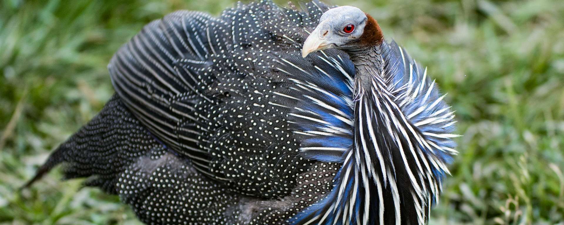 Vulturine Guineafowl