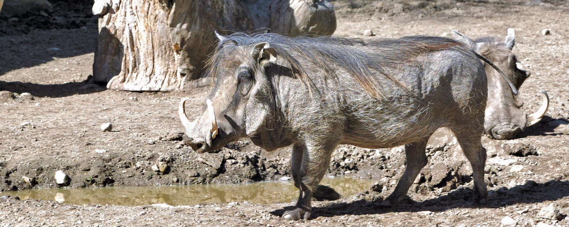 Warthog