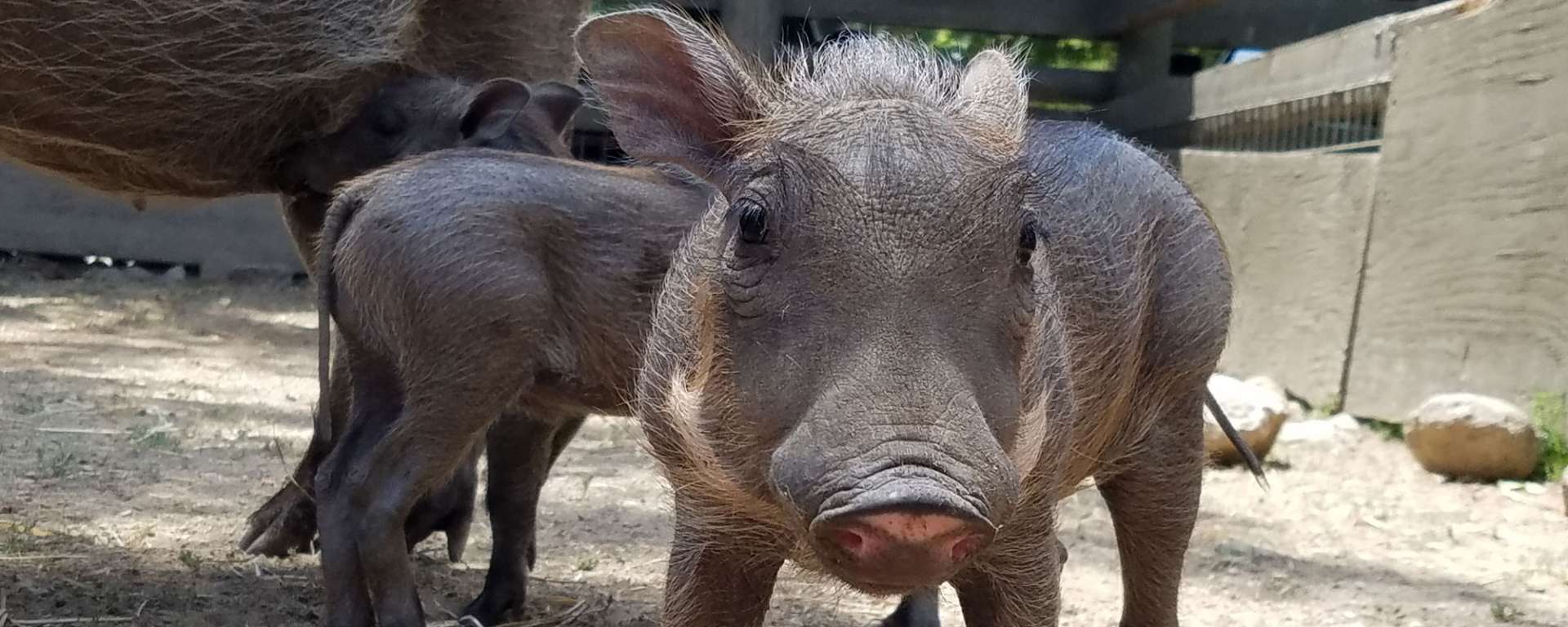 Warthog Baby