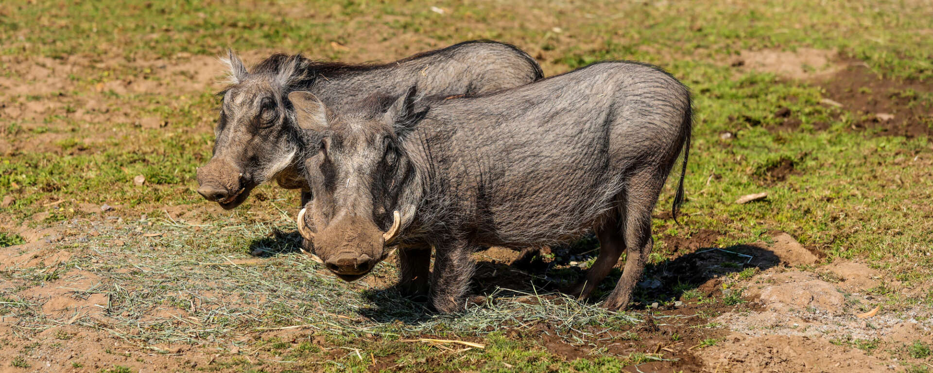 warthog