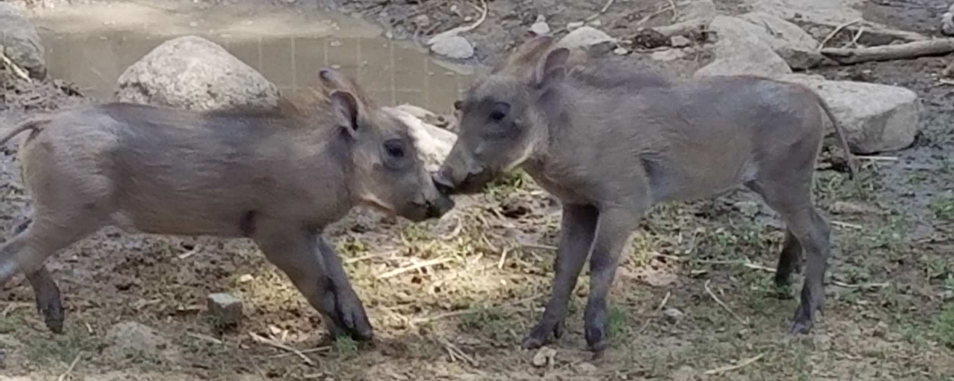 Warthog Hoglets
