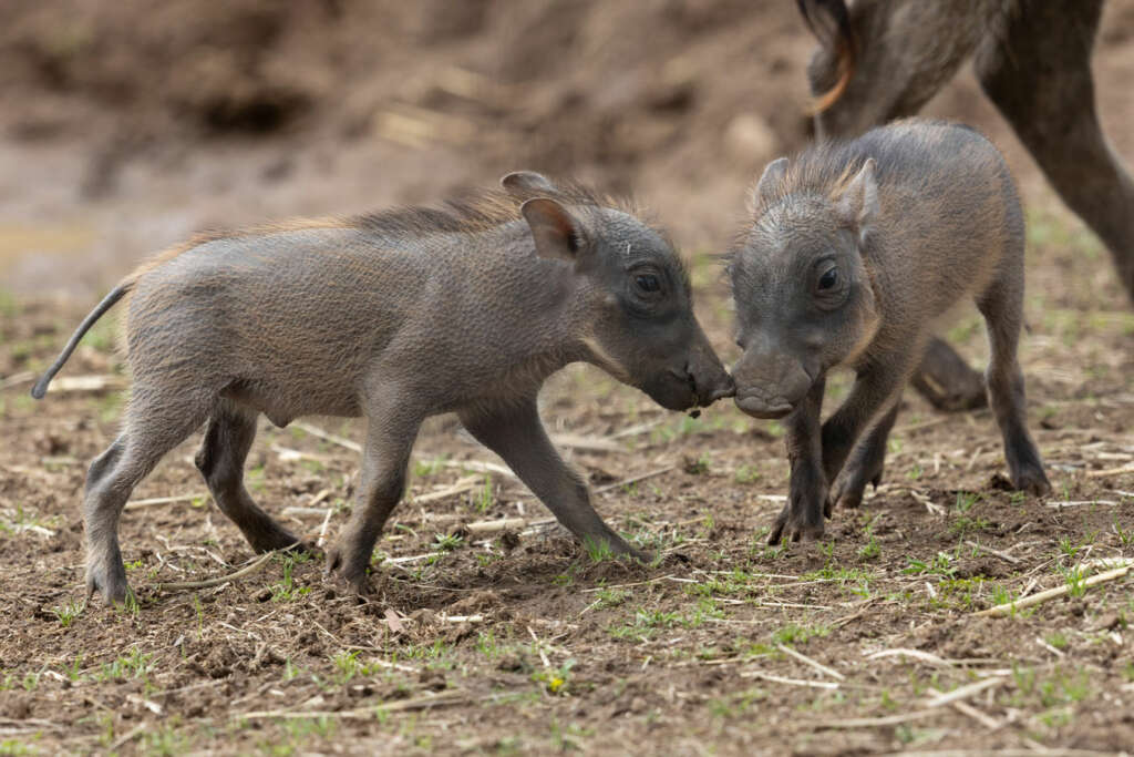 warthogs