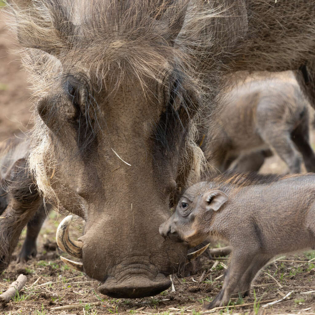 warthogs