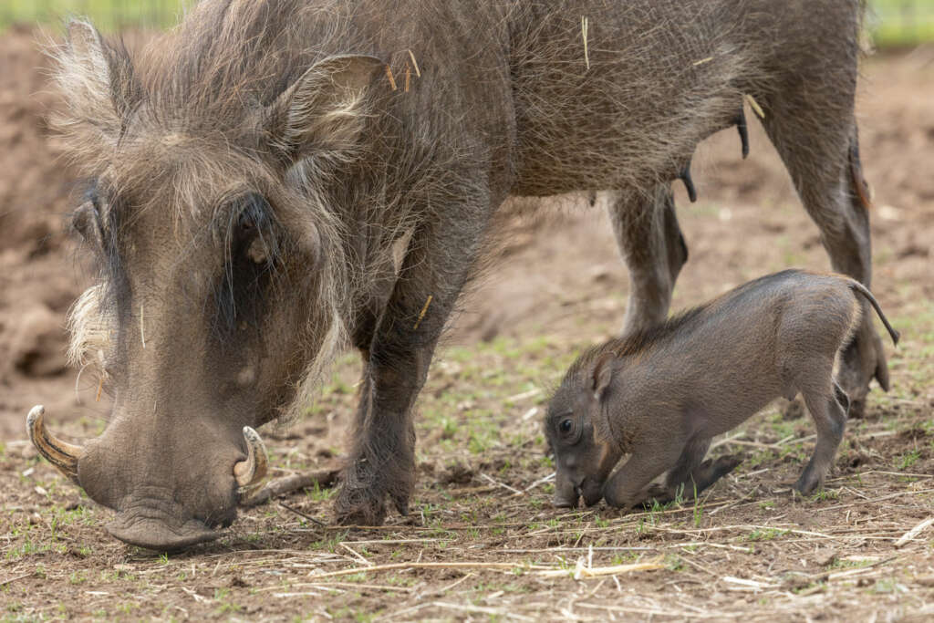 warthogs
