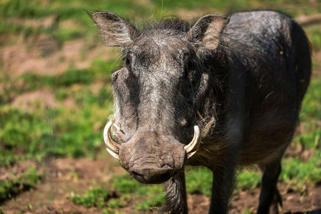 warthog