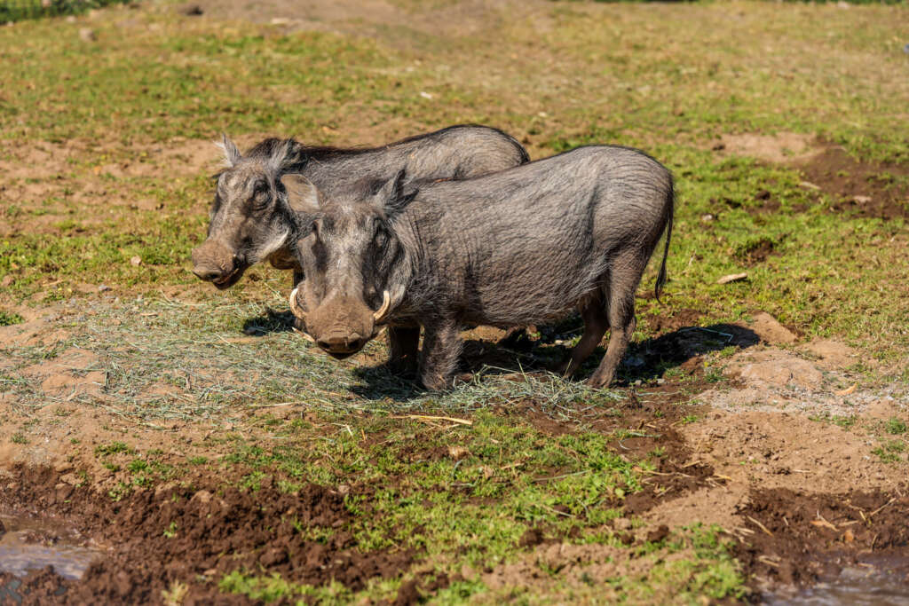 warthog