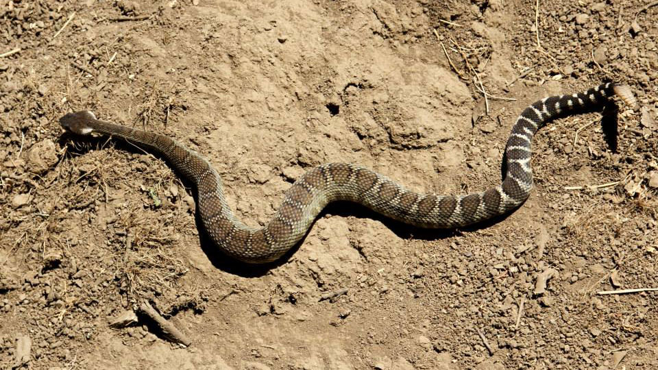 Rattlesnake