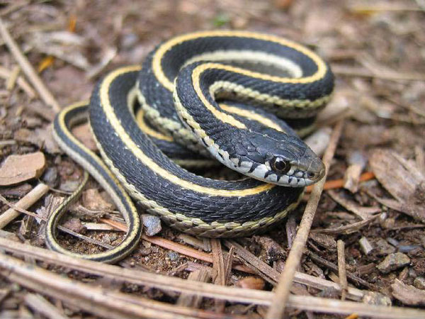 Western Garter Snake