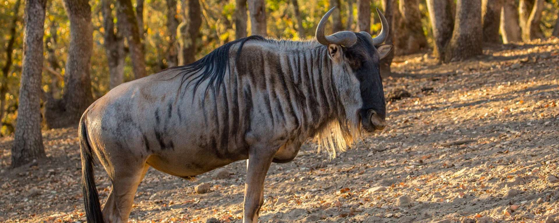 Wildebeest