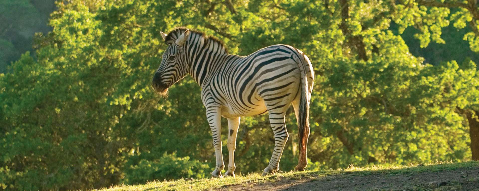 Zebra