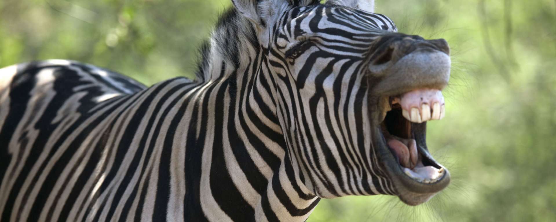 Zebra April Fool's
