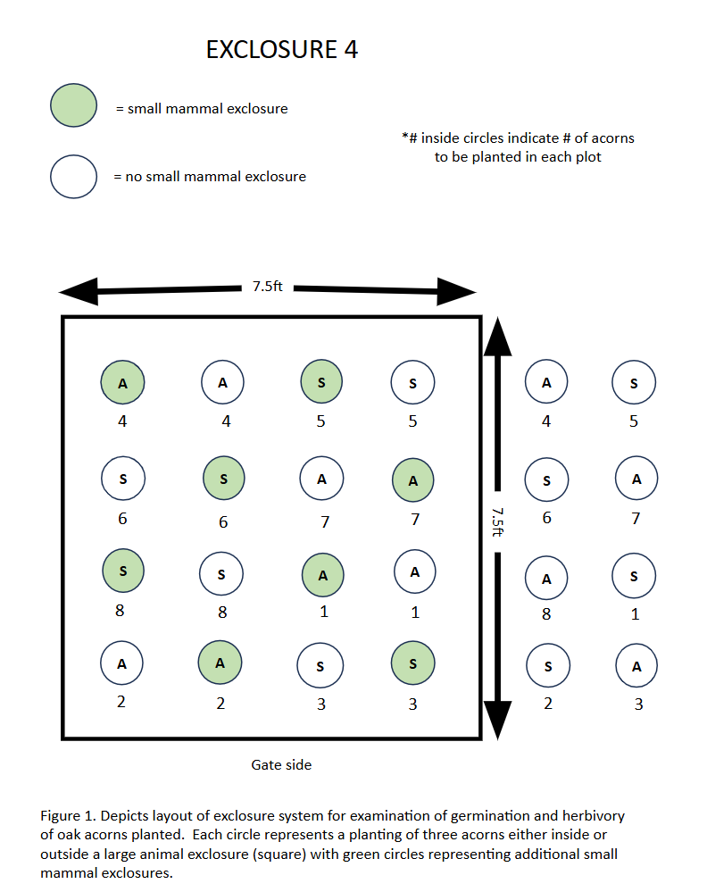 oak exclosure layout