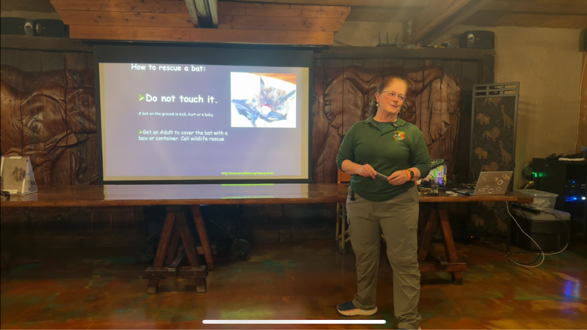 Corky Quirky from Nothern California Bats